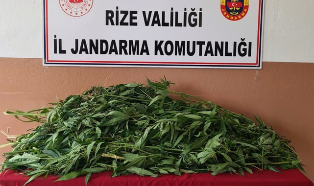 Pazar'da evinde esrar yetiştiren kişi yakalandı