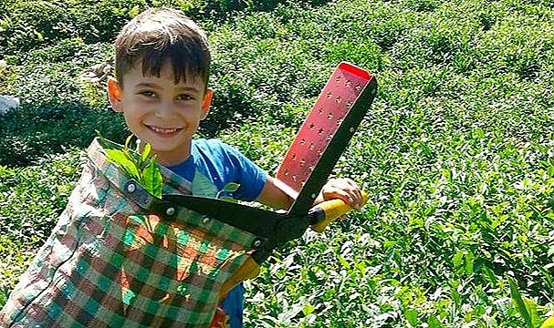 Çaykur'da kontenjansız alımlar devam ediyor