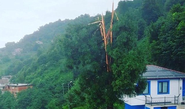 Çayelin'de yıldırım düşen ağaç ikiye ayrıldı