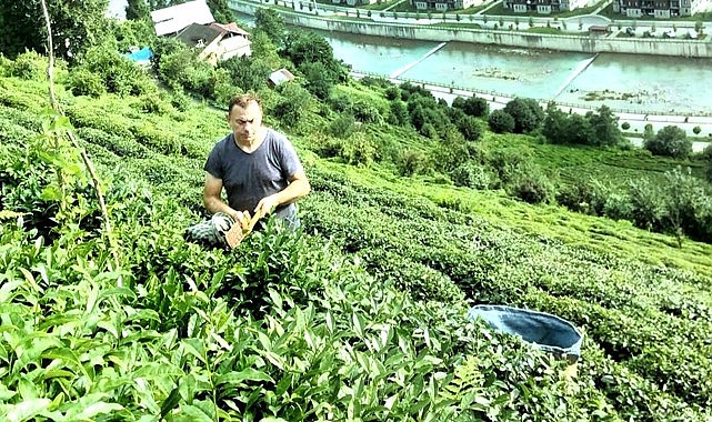 Yaş çay destekleme fiyatına zam yapılmaması üreticiyle alay etmektir!