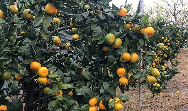 Rize Mandalinasının 9 çeşidi RTEÜ tarafından tescillendi