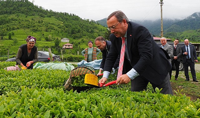Çaykur, yaş çay sezonunu açtı