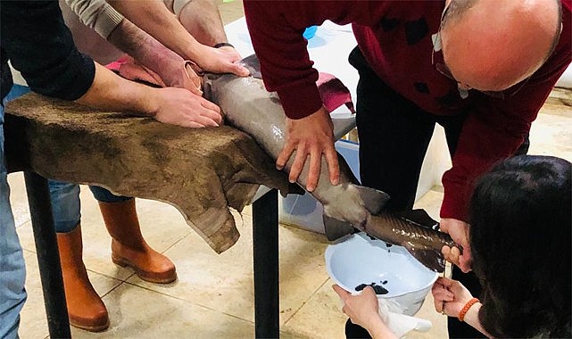 RTEÜ Mersin Balığını gelecek nesillere aktarmaya çalışıyor