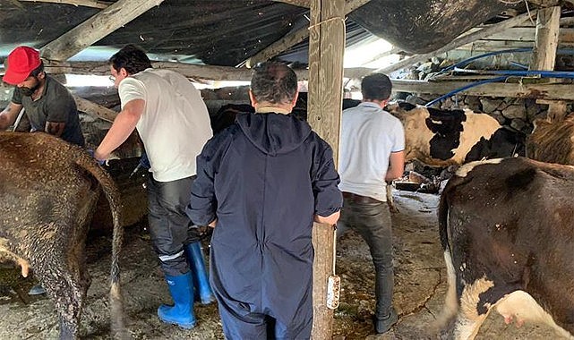 Rize'de şap hastalığı yüzünden 4 bin 41 hayvana aşı yapıldı