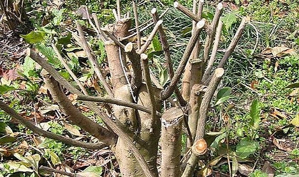 Yaş Çay Budama Oranı yeniden değiştirildi