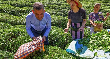 CHP Lideri Özgür Özel Rize'de çay topladı