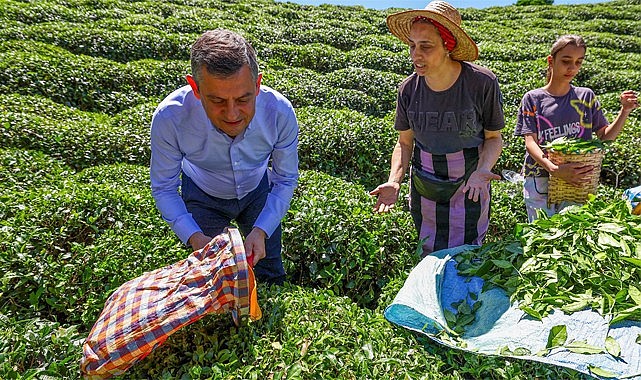 CHP Lideri Özgür Özel Rize'de çay topladı