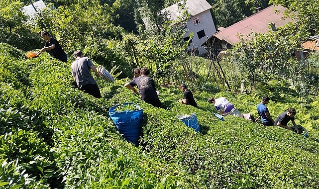 Türkiye Şampiyonası masraflarını çay toplayarak çıkardılar